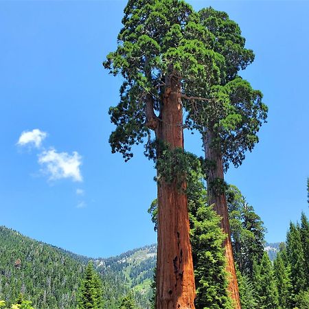 Redwood Retreat, Mountains, Adventure And Nature Ponderosa Esterno foto