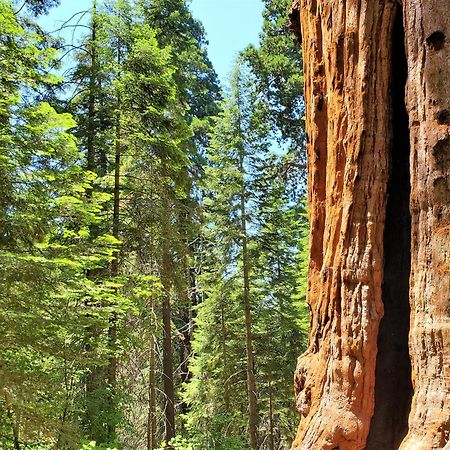 Redwood Retreat, Mountains, Adventure And Nature Ponderosa Esterno foto