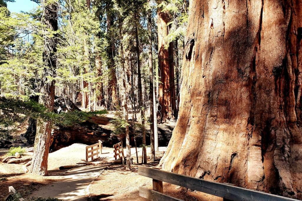 Redwood Retreat, Mountains, Adventure And Nature Ponderosa Esterno foto