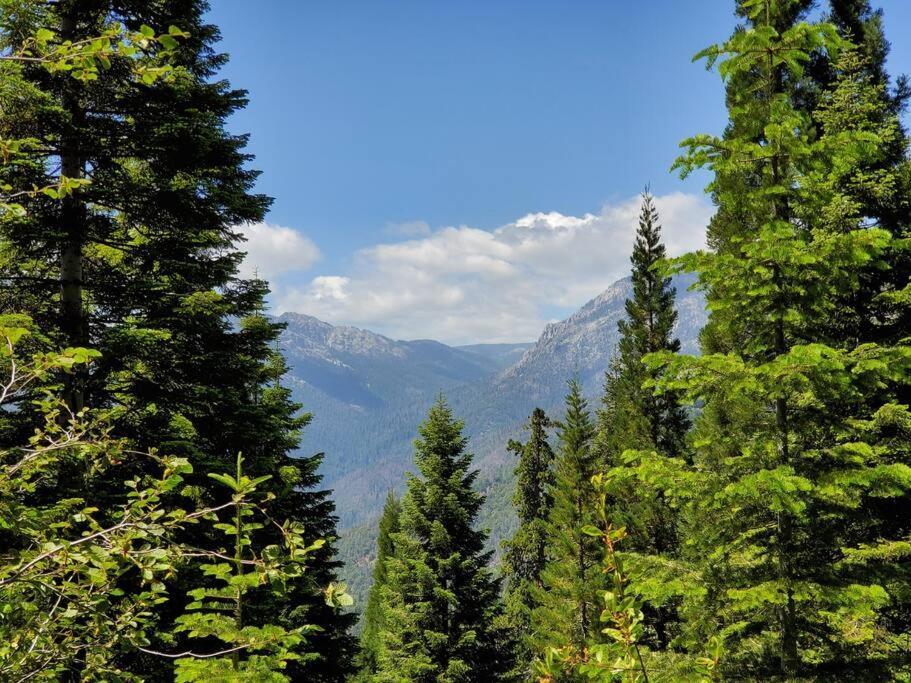 Redwood Retreat, Mountains, Adventure And Nature Ponderosa Esterno foto