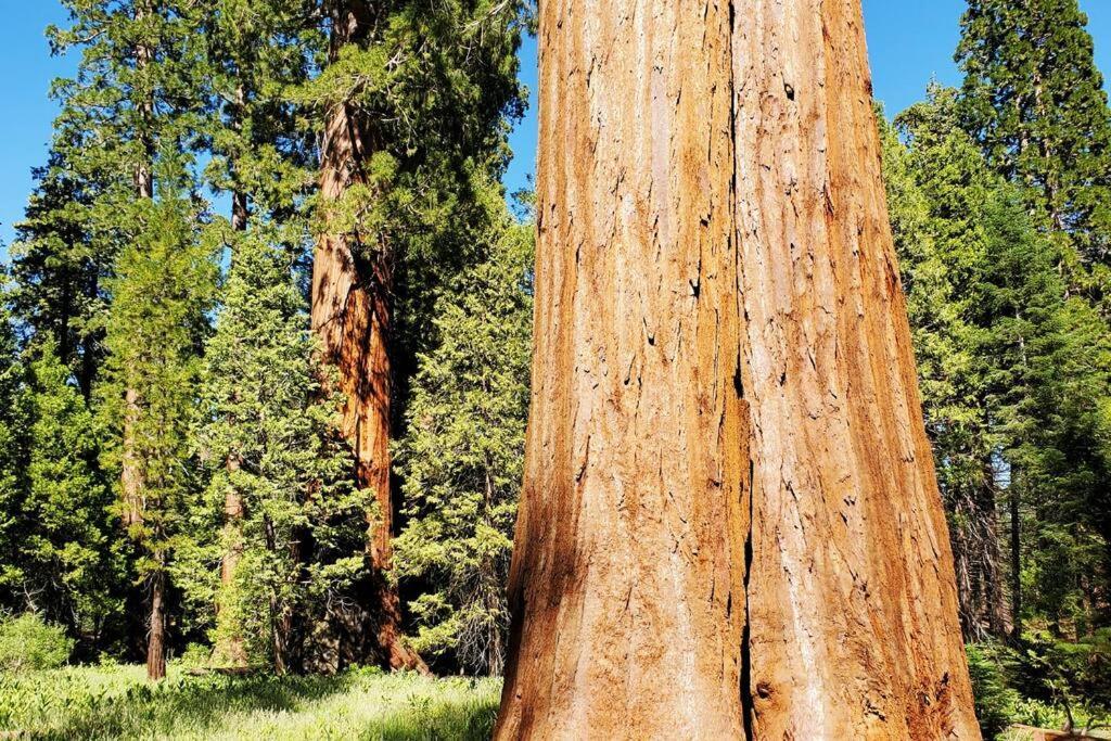 Redwood Retreat, Mountains, Adventure And Nature Ponderosa Esterno foto