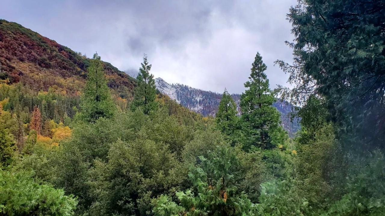 Redwood Retreat, Mountains, Adventure And Nature Ponderosa Esterno foto