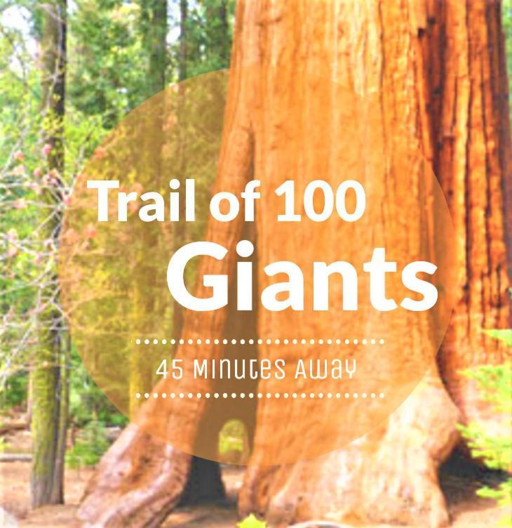 Redwood Retreat, Mountains, Adventure And Nature Ponderosa Esterno foto