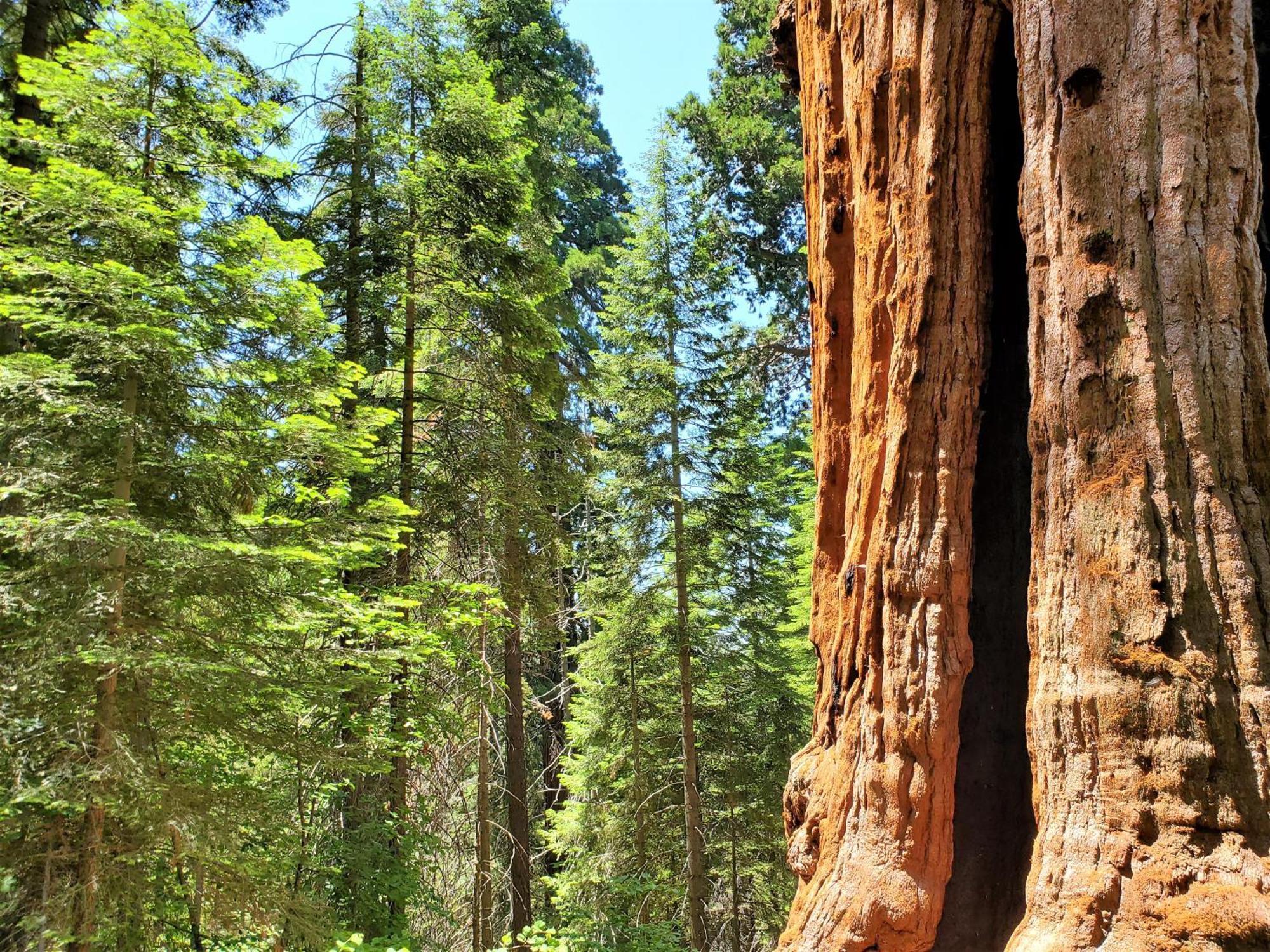 Redwood Retreat, Mountains, Adventure And Nature Ponderosa Esterno foto